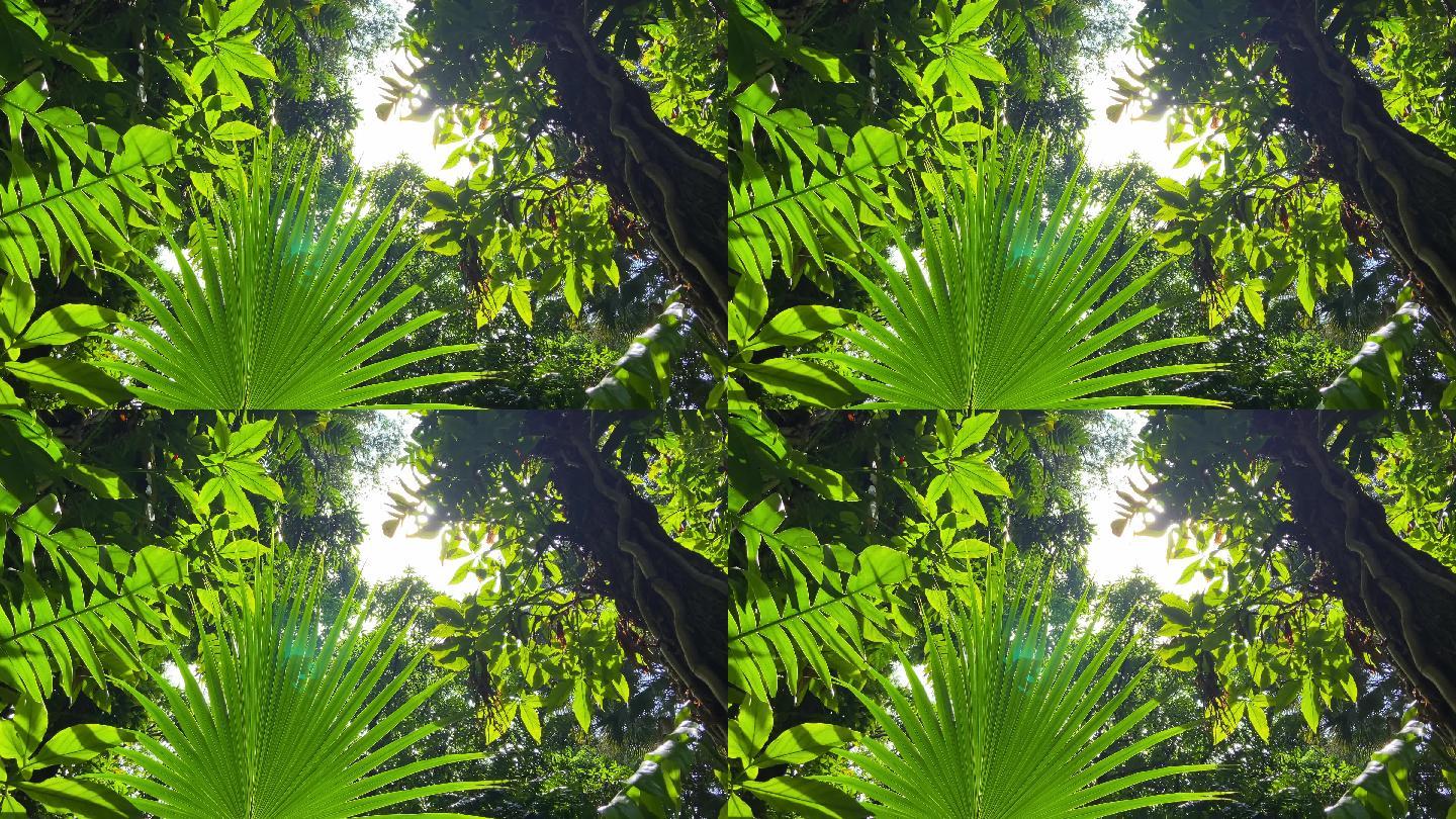 穿过绿色丛林树林的阳光光线