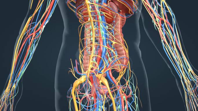 医学人体器官肺脏大脑肝脏胆囊胃肠道动画