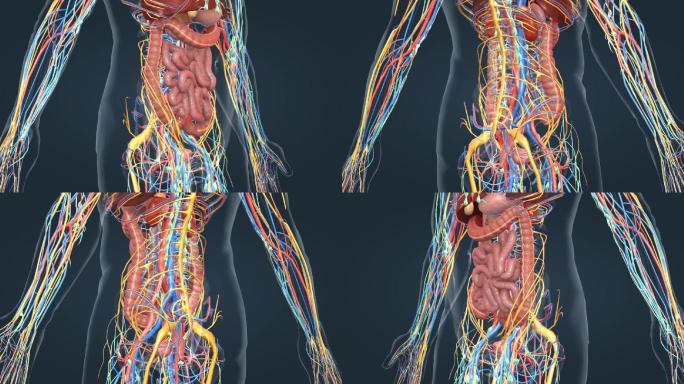 医学人体器官肺脏大脑肝脏胆囊胃肠道动画