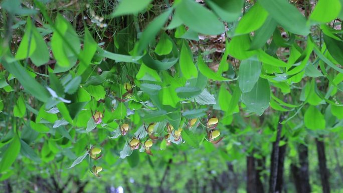 国家一级濒危保护植物杓兰