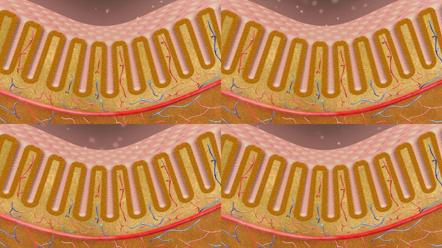 消化系统肠道黏膜黏膜粘膜三维动画