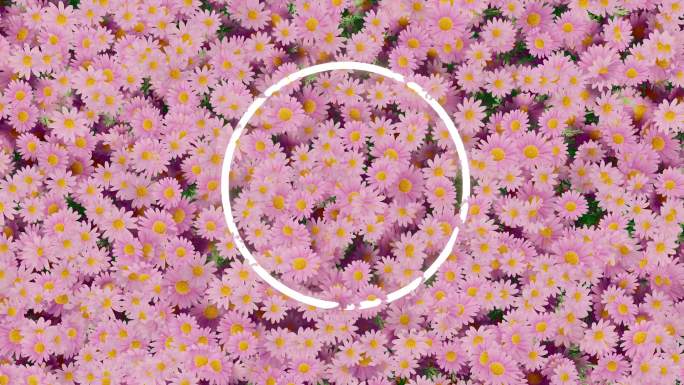 4k动态花朵背景 几何发光素材