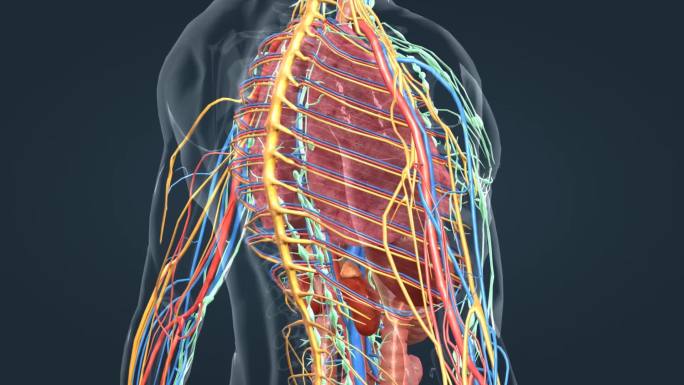 医学人体器官肺脏大脑肝脏胆囊胃肠道动画