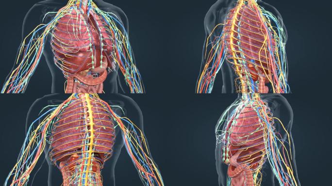 医学人体器官肺脏大脑肝脏胆囊胃肠道动画