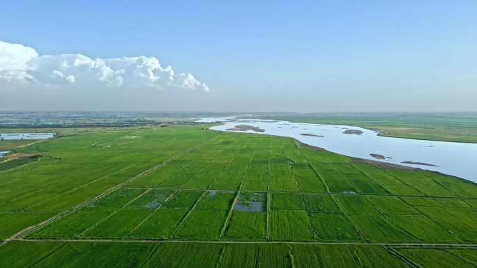 绿色平原河流-生态稻田