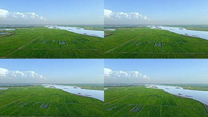 绿色平原河流-生态稻田