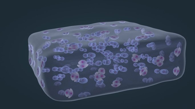 微观细胞软骨组织 软骨细胞 细胞外基质