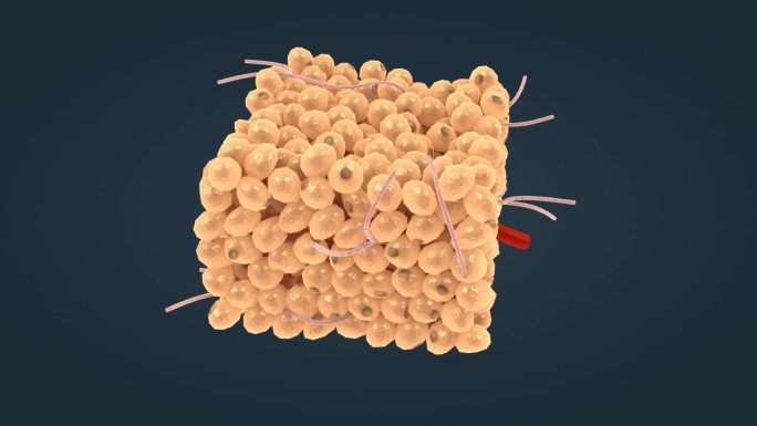白色脂肪组织网状纤维细胞核脂肪细胞脂肪滴