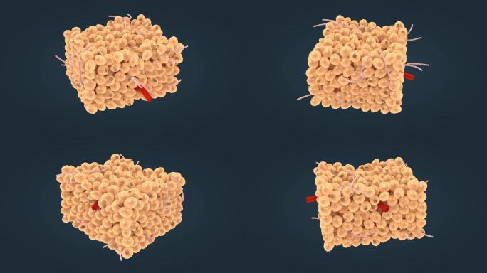 白色脂肪组织网状纤维细胞核脂肪细胞脂肪滴