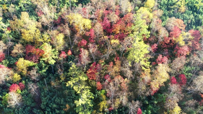 航拍秋季五彩森林