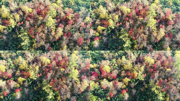 航拍秋季五彩森林