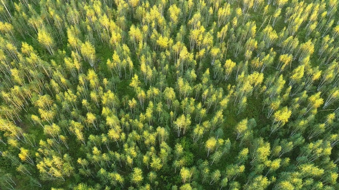 航拍金秋茂密白桦林