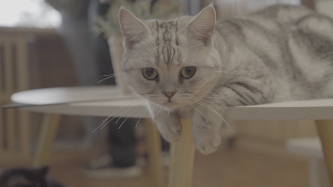 机灵的猫咪趴在桌子上盯着镜头