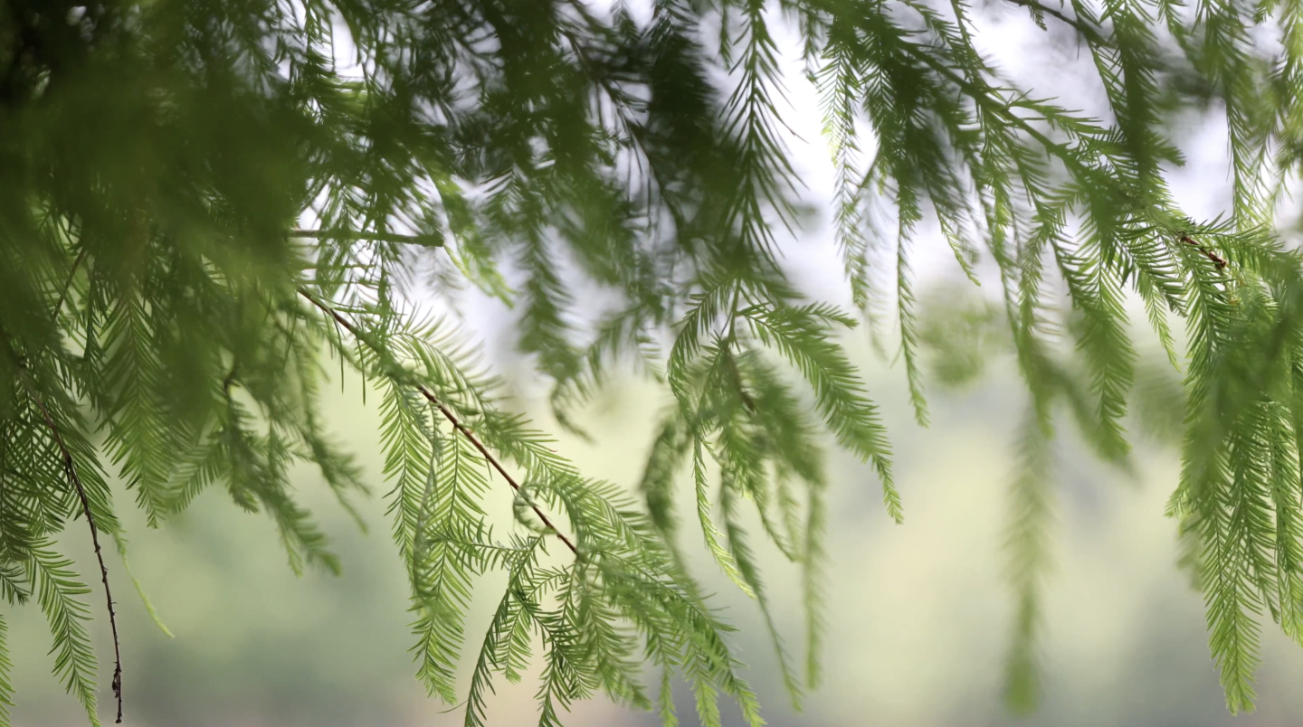 4k 墨西哥 落羽杉 植物绿植 小清新