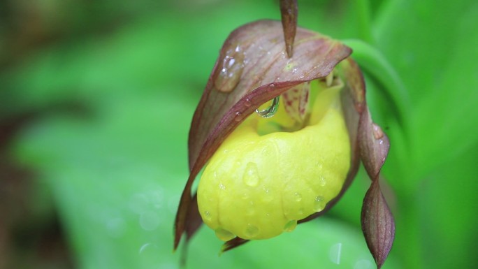 国家一级濒危保护植物杓兰