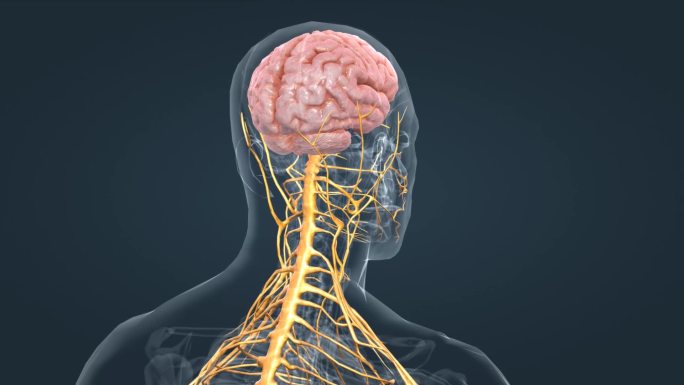 医学人体大脑神经系统
