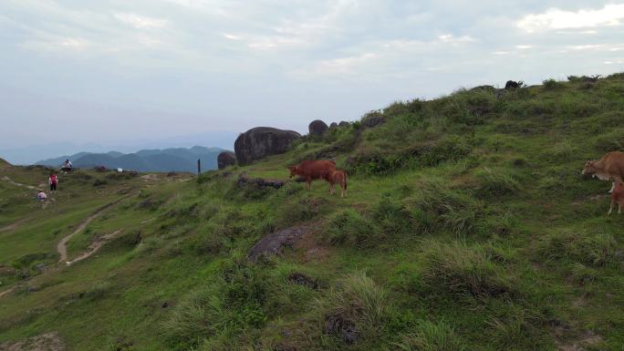 高山黄牛牧场