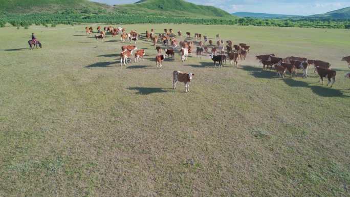 美丽的青青草原自然风光牛羊群航拍视频