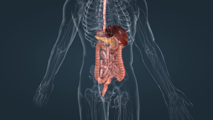 医学人体器官消化系统食管肝胃胰腺胆囊肠道