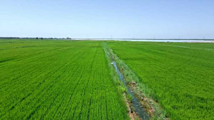 黄河河套平原-农业发展
