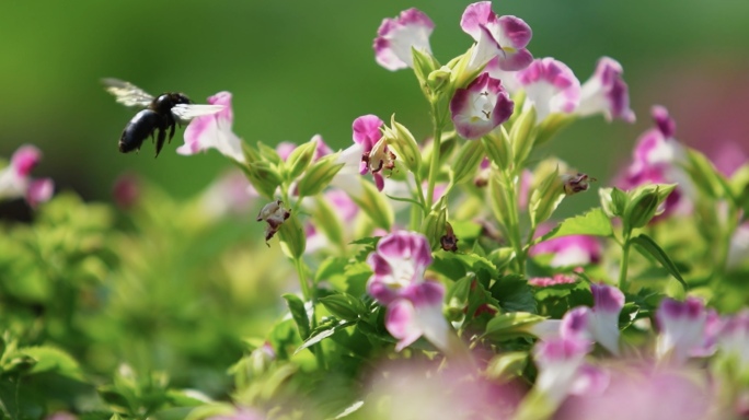 唯美夏日、绿植、树林、光影、蜜蜂、花、树