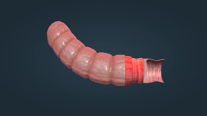 消化系统肠道结肠浆膜肠粘膜纵形平滑肌动画