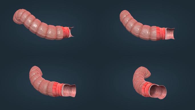 消化系统肠道结肠浆膜肠粘膜纵形平滑肌动画
