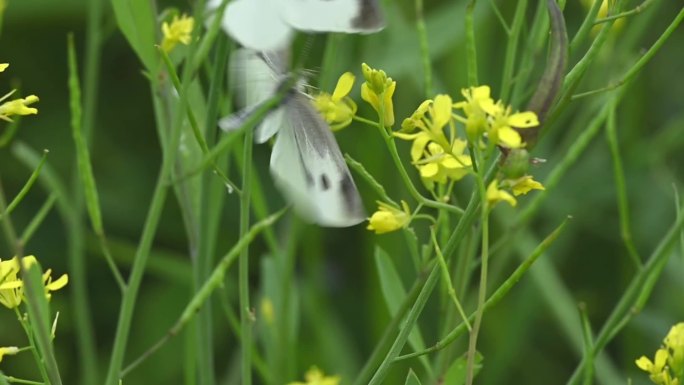 蝴蝶采花蜜