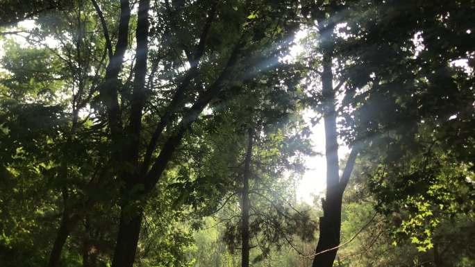 树林 树杈 缝隙 光线
