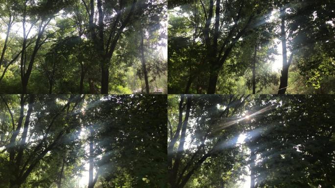 树林 树杈 缝隙 光线