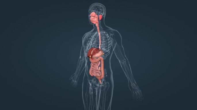 消化系统口腔咽食管肝胃胰腺胆囊肠道动画