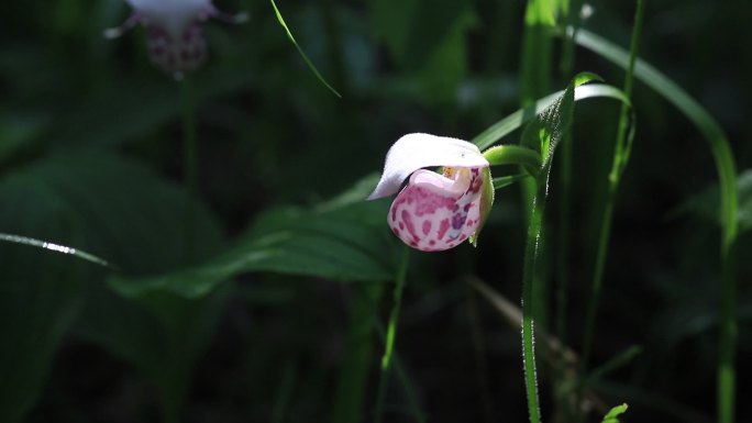 国家一级濒危保护植物杓兰