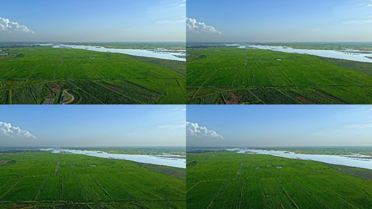 黄河灌区-平原-大地-稻田