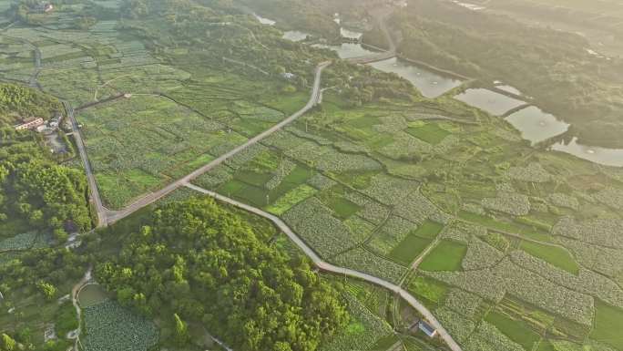 杭州建德十里荷塘航拍素材2