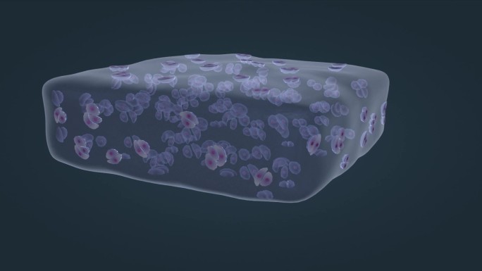 医学微观 软骨组织 软骨细胞 细胞外基质