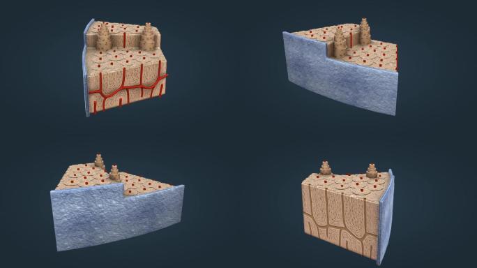骨组织 骨细胞 骨膜 骨单位 哈弗氏管