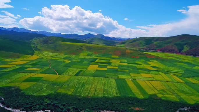 航拍青海甘肃祁连山油菜花小合集