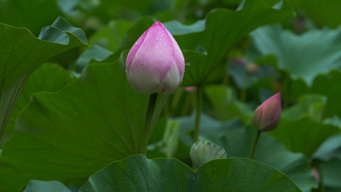 夏日池塘优雅盛开的荷花与莲花