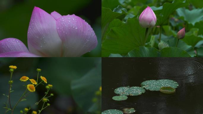 夏日池塘优雅盛开的荷花与莲花