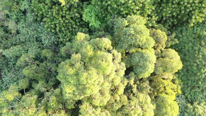 湖面绿色森林飞鸟绿色生态自然环境植被航拍