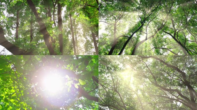 阳光树林仰拍绿色原始森林