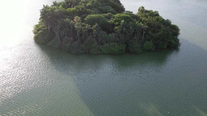 湖面绿色森林飞鸟绿色生态自然环境植被航拍