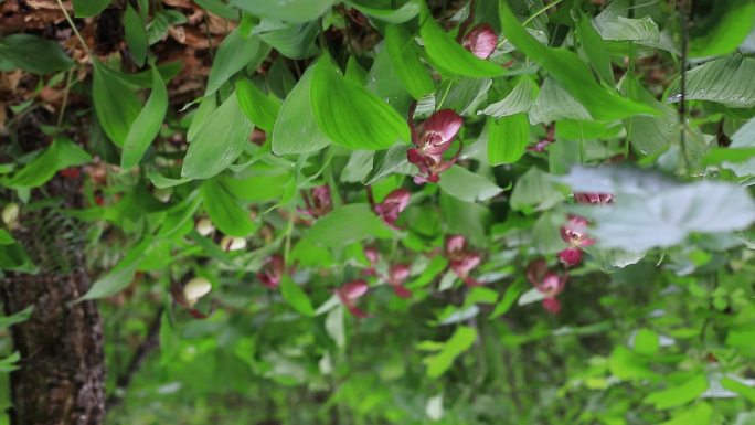 国家一级濒危保护植物杓兰