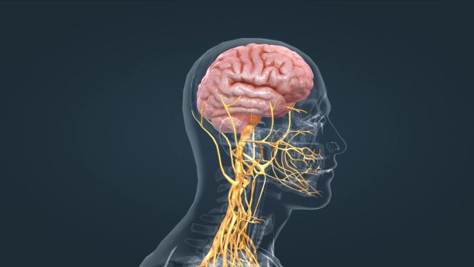 人体大脑器官神经系统三维动画
