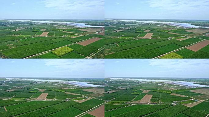 黄河平原-生态农业产区