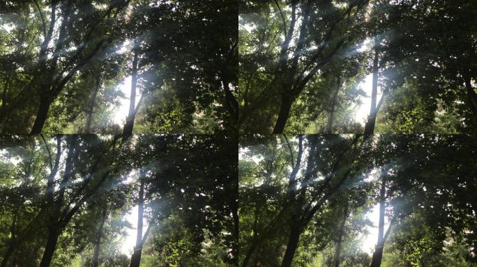 树林 枝杈 缝隙 光线