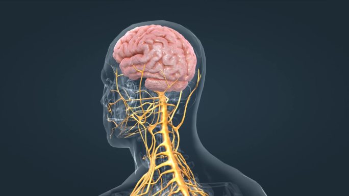 3D医学人体大脑神经系统三维动画