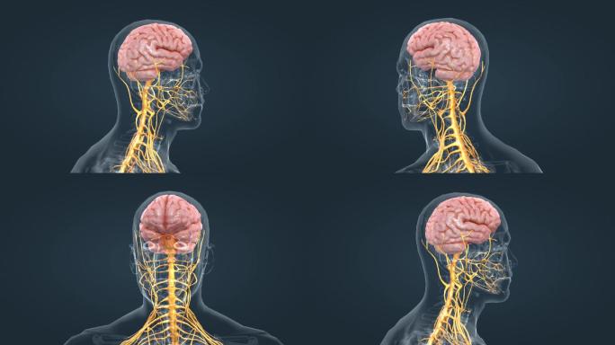 3D医学人体大脑神经系统三维动画