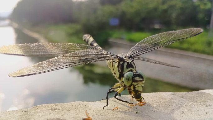 蜻蜓吃马蜂