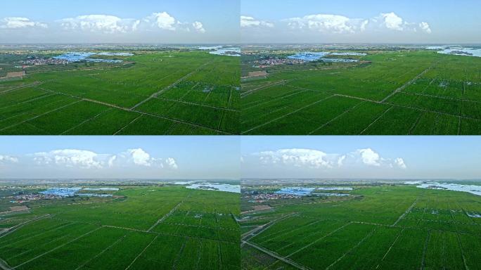黄河河套平原生态农业